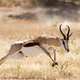 Image for article titled Why Prey Animals Are Some of the Most Badass Creatures on the Planet